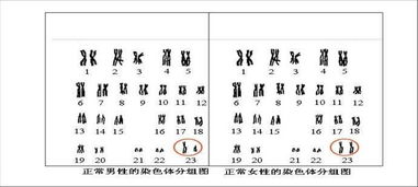 孩子的身高 外貌 智商取决于父母哪一方的基因呢