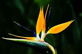 鹤望兰属于什么花材,列举五种常见的异形花材