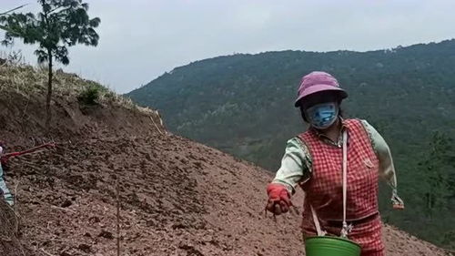 大姐在地里撒化肥,山区农村的生活就这样,阴天下雨也要去干活 