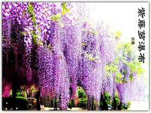 紫藤要多大的花盆,选择合适的花盆