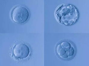 如何定义 好胚胎 