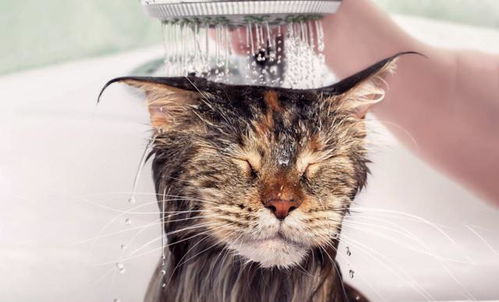关于猫咪洗澡,铲屎官可能不知道的事儿