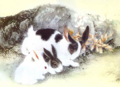 小暑出生的属兔人命运好不好,有福气吗