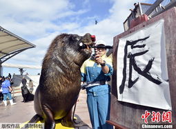 日本200公斤海狮苦练 书法 题字秀绝技 