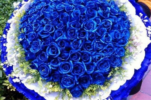 蓝玫瑰花语及代表意义,蓝色玫瑰花有几个蓝