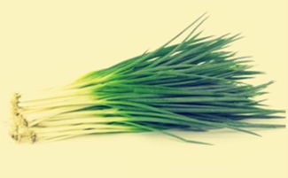 大葱种植时间和种植方法介绍,大葱，什么时候播种好