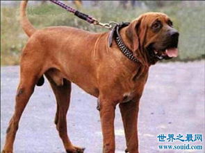 世界十大猛犬排名,第一的它是公认的犬中之王 