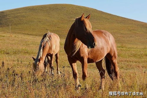 生肖属马的人,1月4号不要做这些傻事,未来5年顺风顺水