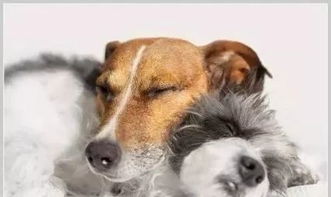 狗狗的寿命为什么这么短 睡眠篇