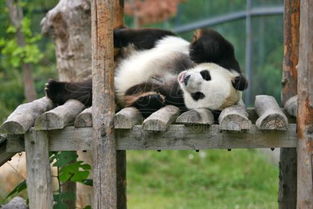 成都大熊猫基地可以下午去玩吗 几点比较合适 