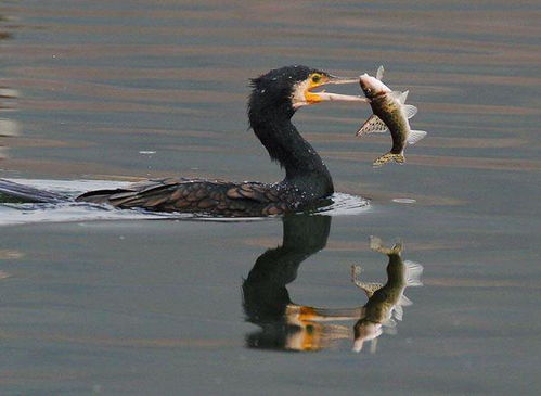 在水边吃小鱼的鸟叫什么名字 