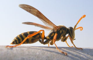 如何区分黄蜂 蜜蜂 马蜂 胡蜂 各种蜂 