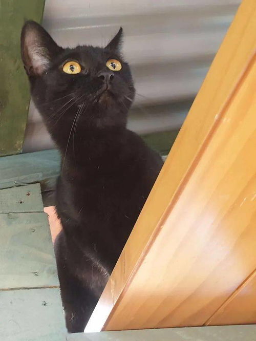 不喜欢猫的男友,花一年时间建巨型游乐场,只为逗猫开心 女友 对猫比对我好,渣男 Derek 