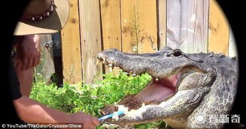 鳄鱼是会吃人的 骨头一咬就碎 但他却给鳄鱼刷牙