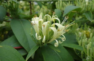 山银花药材特征,<h2>探索山银花药