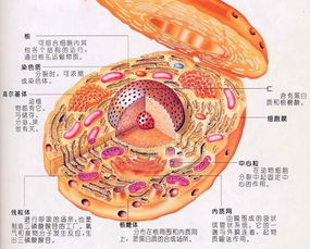 淋巴细胞由什么组成,其主要功能是什么 