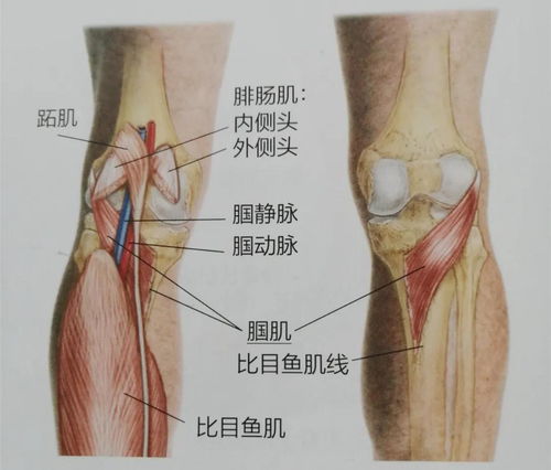 膝盖后侧部位疼痛图解 搜狗图片搜索