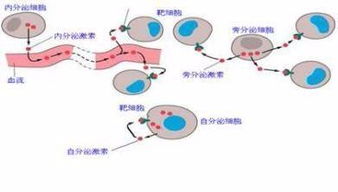 热成像检查内分泌免疫