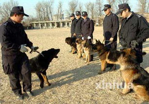 公安部对外宣布藏獒将成为警方备用犬种 