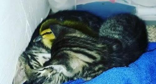 母猫救了一只小鸭子,把它当孩子养,小鸭子长大后变 旱鸭子