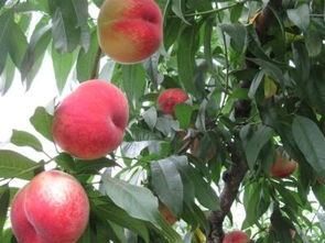 桃一般几月份成熟 白塔桃几月份成熟