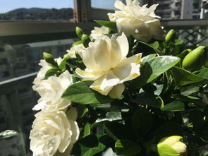 摘下来的栀子花怎么养,养栀子花的秘诀：让你的栀子花绽放出最美丽的花朵