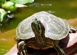 大师揭秘 养龟与家居风水的关系 