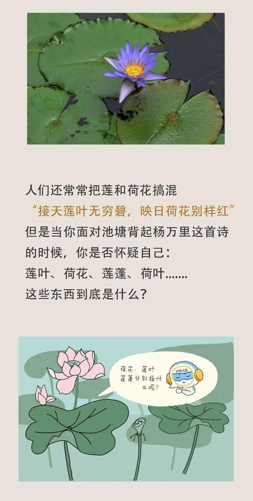 关于花,还有这些冷知识