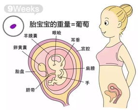 胎儿各周成长标准数值 胎儿体重测算公式 搜狐母婴 搜狐网 