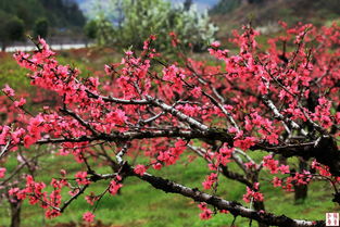 桃花劫是什么 怎样化解烂桃花