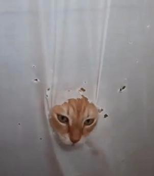猫咪钟爱水龙头,为喝水龙头的水,在主人洗澡时挖破帘子闯进来