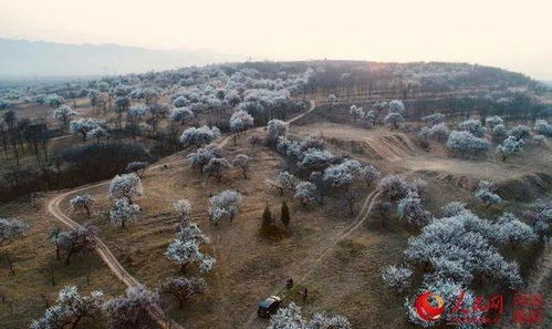 阳平镇北沟中原第一沙漠摩托越野狂欢节 第一届林道越野赛