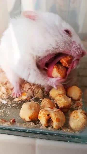 第一次见到老鼠吐食物,是吃进去的还是吐着玩,表示看不懂 