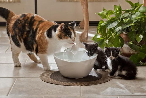 猫咪能喝自来水烧的凉开水吗 它们可以夏天剃毛吗