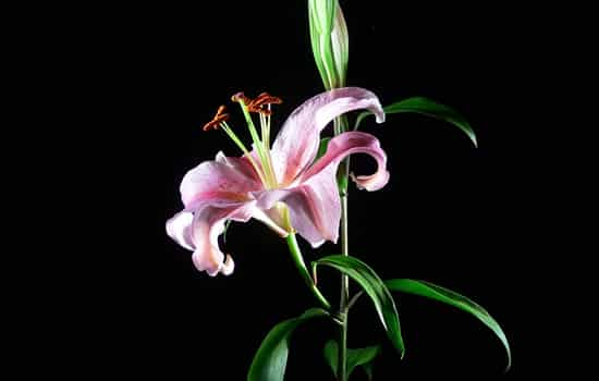 香水百合花语纯洁,香水百合的花语是什么 象征伟大而纯洁的爱