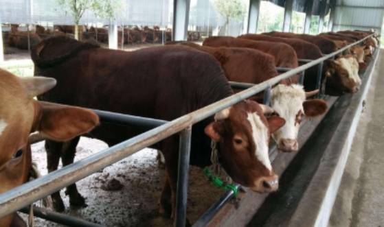 游客不解 为何巴西牛肉出口量世界第一,看看他们是怎么养牛的