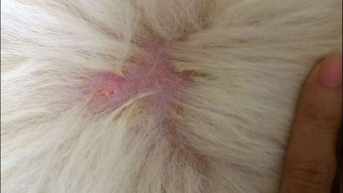 狗狗这个皮肤是螨虫还是真菌感染 怎么治疗 