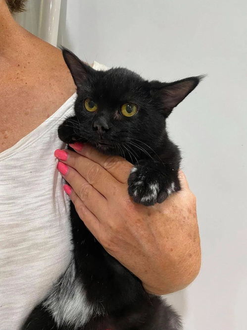 小黑猫被火烧伤,救出8周后,它实现了蜕变