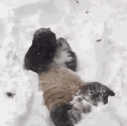 见到湖州下雪,安吉的大熊猫竟变身 功夫熊猫 雪地里撒欢 打滚 