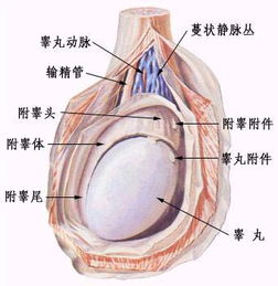 男性睾丸疼痛什么原因,性病感染