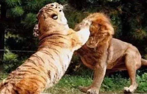 500斤老虎大战600斤狮子,场面一度失控,镜头拍下激烈过程