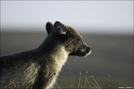 揭秘雪地精灵北极狐 捕食旅鼠喂养幼崽 