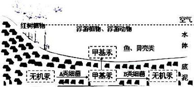 研究发现,某污染重的甲基汞 有机汞 的毒性远高于无机汞.在湿地生态系统的环境中,这两种物质可以相互 