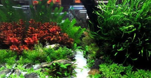 盆栽蕨类植物怕单调 就在鱼缸中造景,这样一处理又美又实用