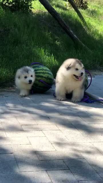 这个狗窝咋样 冬暖夏凉,十分舒适呢 