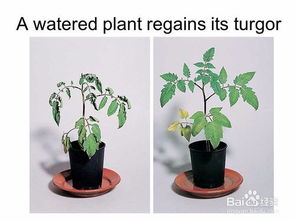 如何养好室内植物 