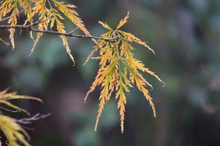 什么叫初暑，解读初暑时节的气候特征与养生之道，初暑是指什么