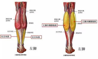 干货 妹子们最关心的问题,如何减小腿肌肉 