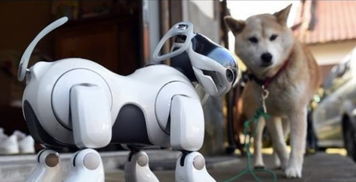 如果你养了一只可爱的机器宠物狗,你还会对它好吗
