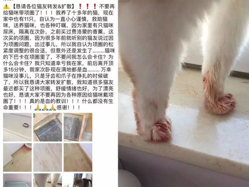 养猫十大禁区,铲屎的,你中招了吗 